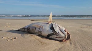 Dead fish, sea snakes and sharks washing up on Texas coast: Red tide