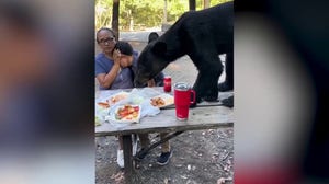 Bear comes within inches of a child's face during picnic