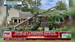 Rainy weather pattern making trees susceptible to falling