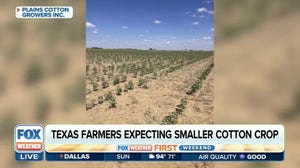 Texas drought, dry heat lowering cotton quality