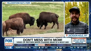 Watch: Mama bison chases off a grizzly bear