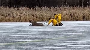 Watch: Deer stuck on thin ice rescued by firefighters who crawled across frozen lake