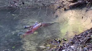 Watch: Coho salmon fighting in Northern California