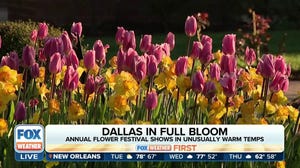 Visitors to Dallas Blooms flower festival enjoying unusually warm temperatures