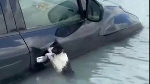 Cat clings to car door in Dubai floodwaters