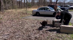 Watch: Pair of now-sober black vultures go free in Connecticut