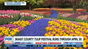 Popular Washington tulip festival in full swing with early bloom thanks to mild winter