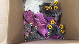 15 starlings rescued from nest felled by wildfire abatement