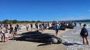 Watch: More than 100 pilot whales stranded on Western Australia beach