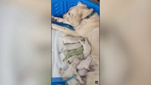 Golden retriever puppy born with green fur in Florida