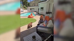 Mama bear shows her cubs how to swim in California pool