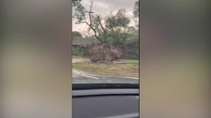 Large trees uprooted in deadly Houston storms