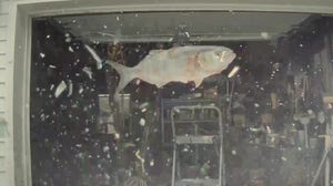 Tesla windshield shatters after struck by falling fish