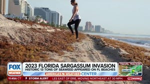Will smelly sargassum seaweed make a comeback along Florida beaches?