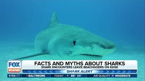 Facts and myths about sharks