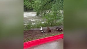 Flooding outside of San Antonio Zoo on Tuesday