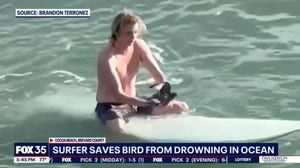 Florida surfer saves bird from drowning in ocean