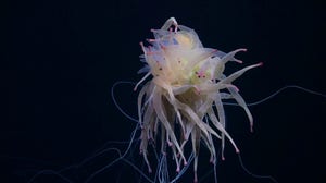 'Flying spaghetti monsters' spotted in recent expedition