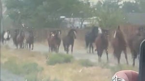 Horses flee from blazing Nevada wildfire