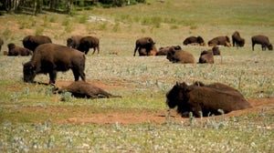 Bison at North Rim of Grand Canyon National Park