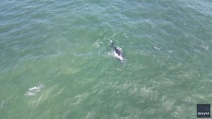 Drone video captures rare sighting of critically endangered whale off Delaware