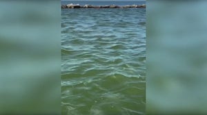 Watch: Dozens of Jellyfish swim near Galveston shores