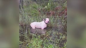 Florida Highway Patrol troopers rescue dog tied to pole during Hurricane Milton