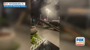 Palm tree topples over as Milton hits St Petersburg