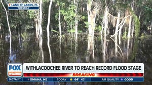 Florida residents report seeing fish swimming in slow-to-recede floodwaters