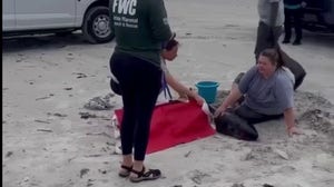 Dwarf sperm whale calf found along the coast of Northeast Florida