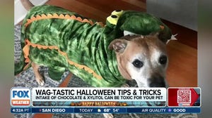 Halloween safety for pets