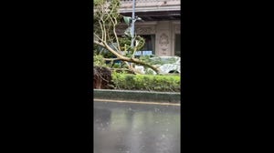 Watch: Typhoon Kong-rey topples trees in Taipei