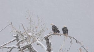 Bald eagles soar through winter storm in Colorado