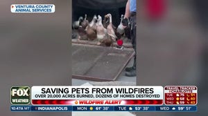 Ventura County Animal Services saving pets from California wildfires