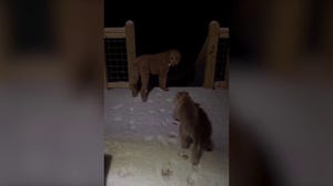 North Carolina pups explore freshly fallen snow