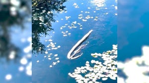 Watch: Alligator seen dragging enormous python stuns tour guides in Florida's Everglades