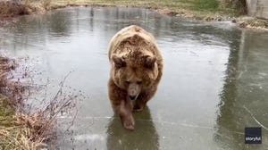 Brown bears seen pouncing, rolling on frozen pond in New York