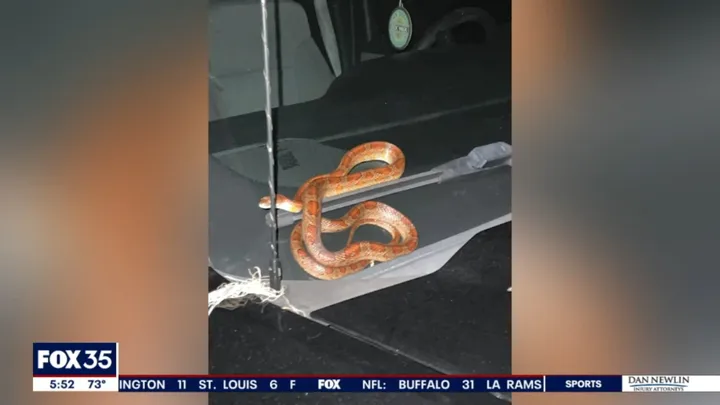 Watch: Snake slithers up chair, onto man's lap while eating at