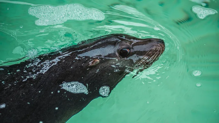 SanDiegoVille: Roaming San Diego Sea Lion Recently Found In Storm Drain