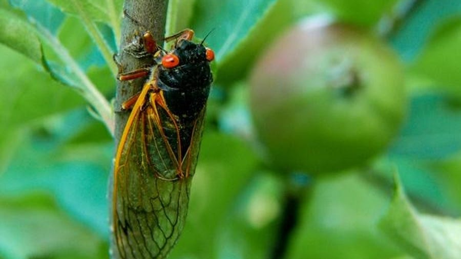 Annual vs. Periodical Cicadas