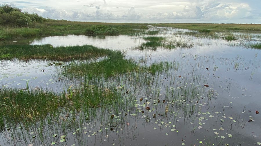 Everglades help streghthen hurricanes over Florida