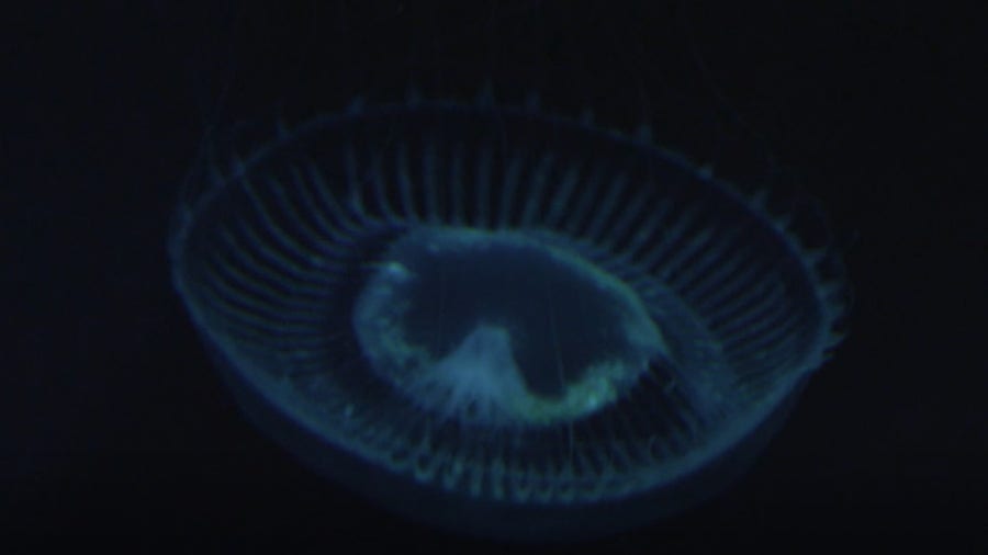 Bioluminescence: Oh How The Deep Sea Glows