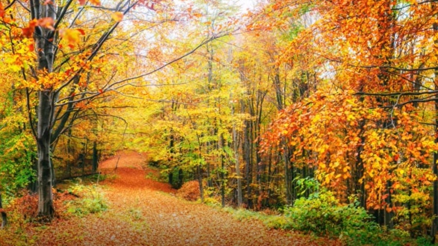 Why fall should actually begin on September 1