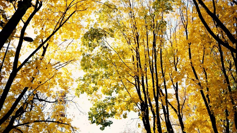 Temperature, moisture influence the brilliance of fall colors