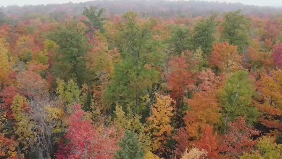 Check out this aerial view of fall foliage in northern Wisconsin
