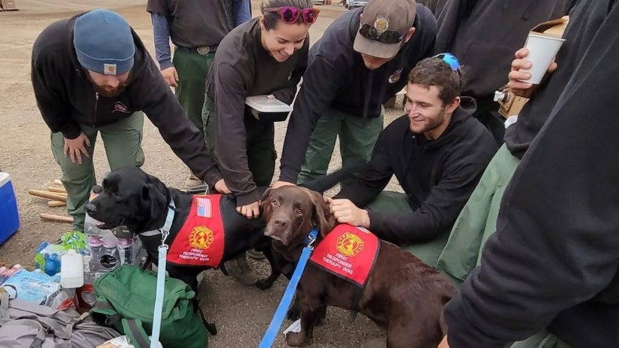 Therapy dogs comfort firefighters battling Windy Fire in California