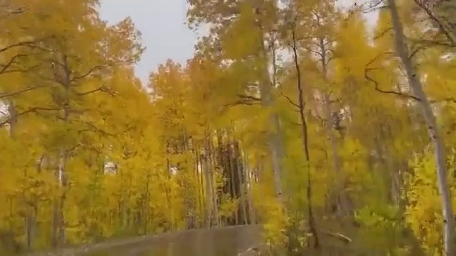 Leaves take on beautiful fall colors at Utah Canyon 