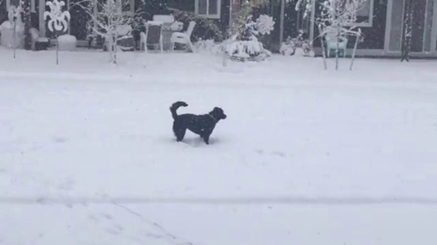 Puppy enjoys first snowstorm in Bozeman, Montana 