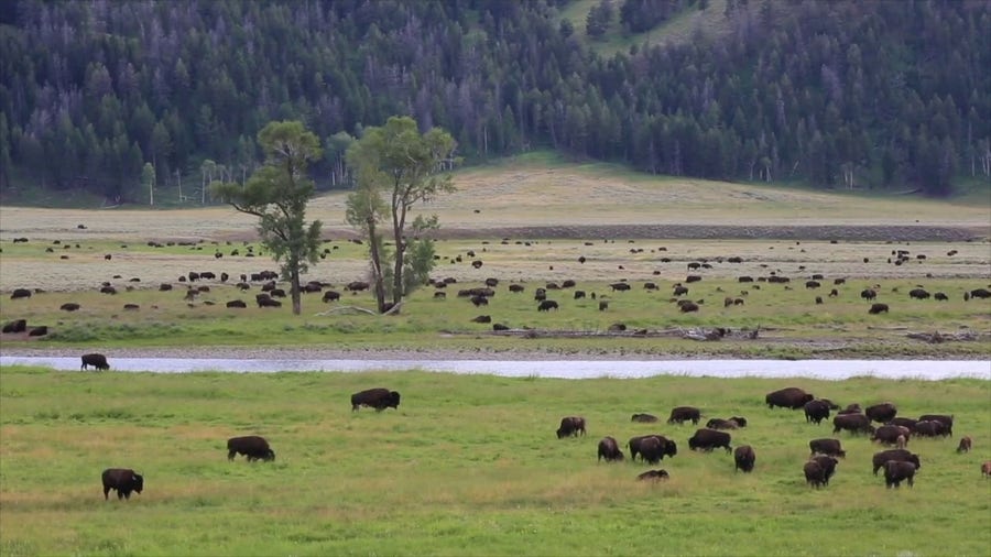 Recent decades likely warmest in Yellowstone of past 800K years