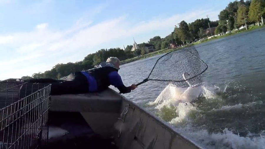Iconic swans in Florida rounded up for annual check-up